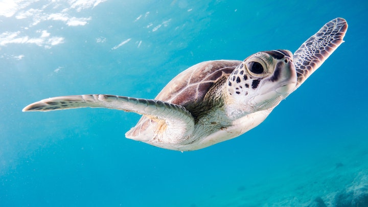 Baby Sea Turtles